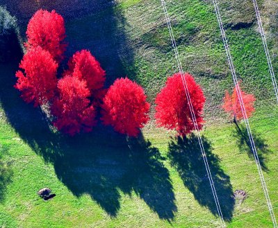 Red Trees in Snoqualmie River Valley, Fall City, Washington 158
