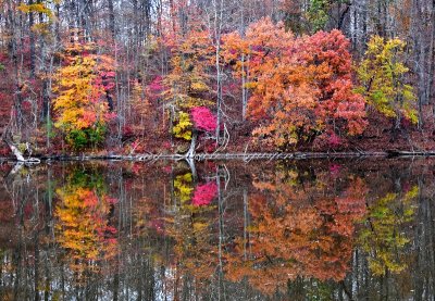 Wallkill Lake and Reflection of Fall Foliage, Wallkill, New York 207 