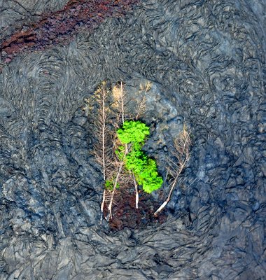 Life and Death in Leilaini Estate, Pahoa, Hawaii 1093