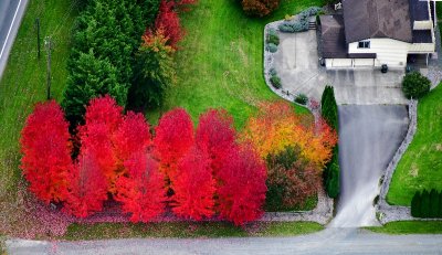Bright Red Driveway in fall colors, Fall City, Washington 169