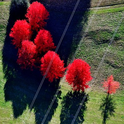 Flaming Red Trees in Snoqualmie River Valley, Fall City, Washington 161.jpg