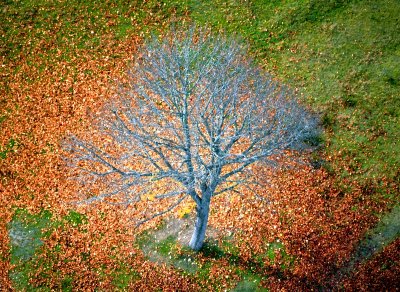 Tree at Fort Lawton Historic District, Seattle, Washington 196
