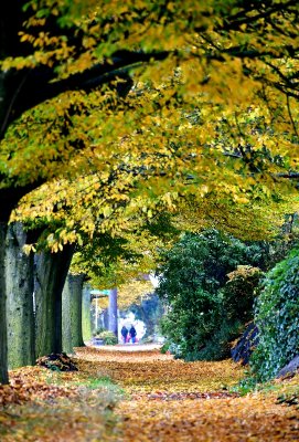 Fall Colors on 35th Ave SW, Seattle, Washington 077 