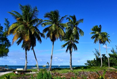 Shines Conch Shack, Mangrove Cay, Andros Island, The Bahamas 521