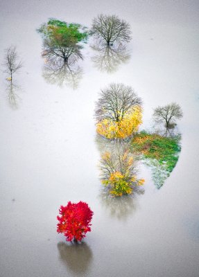 Colorful trees in flooded Snoqualmie River, Fall City, Washington 553 