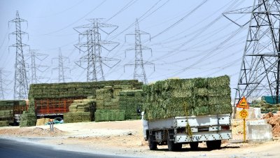 Hay Market along the highway, Riyadh Region, Riyadh, Saudi Arabia 015