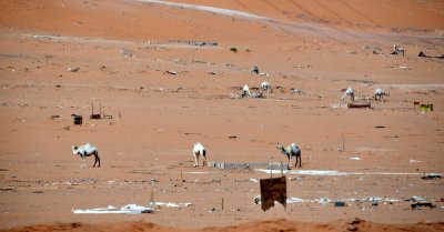 Camels wandering in desert campground, Riyadh, Saudi Arabia 054 