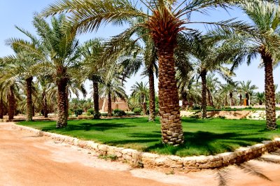 Landscape on Date Farm in Riyadh, Saudi Arabia 118 