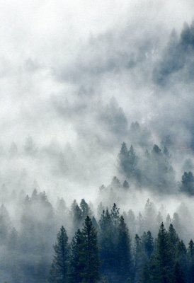 Mist in the Mountain, Idaho 436b