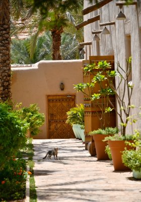Kitten on Dates Farm in Riyadh, Saudi Arabia 334