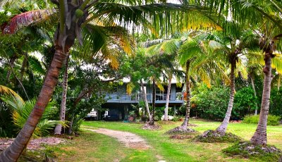 ocunut palm drivewy, Mangrove Cay, Andros Island, The Bahamas 156