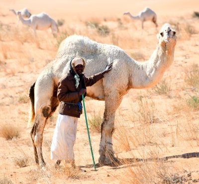 Camel Herder in Saudi Desert, Al Ghat, Saudi Arabia 657