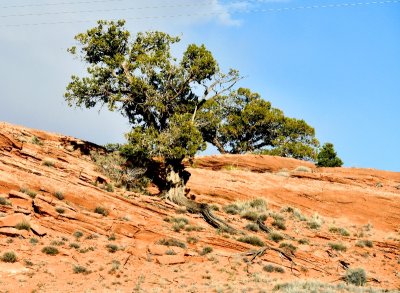 Tree in red rock, Kayenta, Arizona 194   