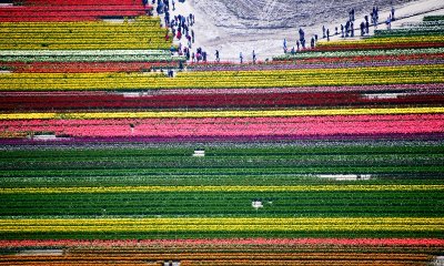 Tulip Field at Tulip Town, Mount Vernon, Washington 143  