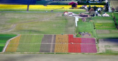 Tulips and Daffodil in Skagit Valley, near Roozengaarde Farm, Mt Vernon, Washington 330 