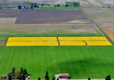 Daffodil Field in Skagit Valley, Mount Vernon, Washington 159 