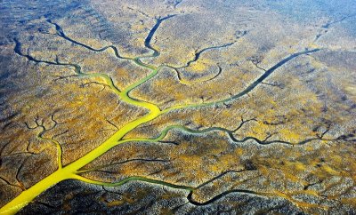  Life in Mud Flat in Bowerman Bay, Hoquiam, Washington 