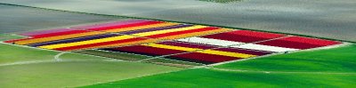 Roozengaarde Tulip Fields, Mt Vernon, Washington 456a  