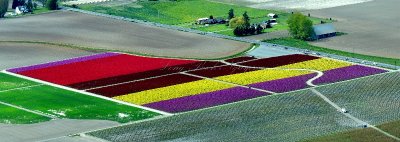 Tulip fields in Mt Vernon, Washington 326  