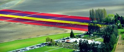 Tulip fields in Mt Vernon, Washington 341 