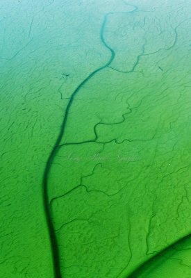 Green Leaf in mud flat of Port Susan, Warm Beach, Washington 268  