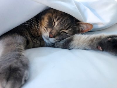 Linus in bed  