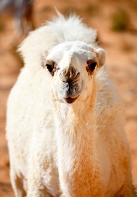 Baby Camel, Al Ghat, Saudi Arabia 609  