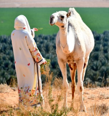 Logan and Mother Camel, Al Ghat, Saudi Desert, Saudi Arabia 573  