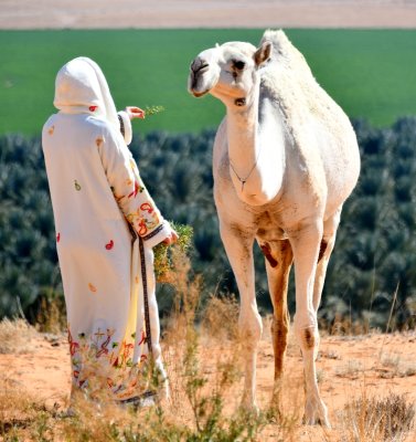 Logan and Mother Camel, Al Ghat, Saudi Desert, Saudi Arabia 573