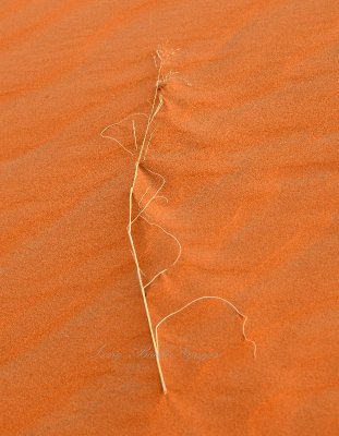 Plant in Sand, Al Ghat Saudi Desert, Saudi Arabia 123 