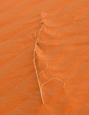 Plant in Sand, Al Ghat Saudi Desert, Saudi Arabia 123