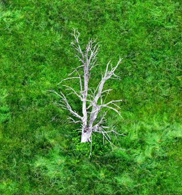 Dead Tree in Green Field, Skylight Farms, Snohomish, Washington 126  