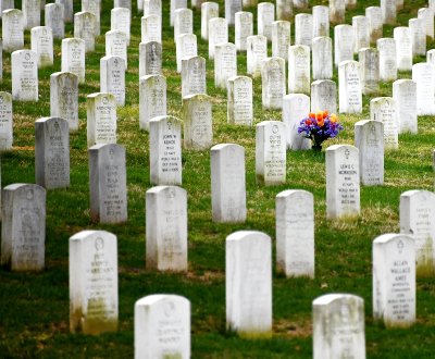 Flower at Arlington National Cemetery, Arlington Virginia 503a  