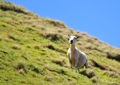 Happy New Zealand Sheep on Mount Maunganui, Tauranga, New Zealand 355  