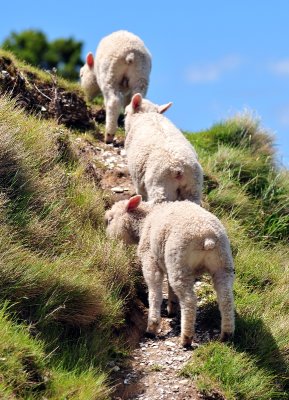 Rule of Three, New Zealand Sheep on Mount Maunganui, Tauranga, New Zealand 351  