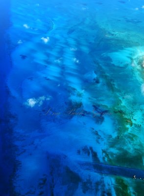 Bimini, Bimini Bay, The Bahaminian Coral Reef 655 Standard e-mail view Standard e-mail view.jpg