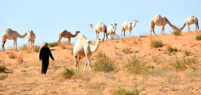 Camel Herder in Saudi Desert, Al Ghat, Saudi Arabia 449