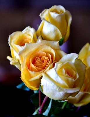 Yellow Roses 001
