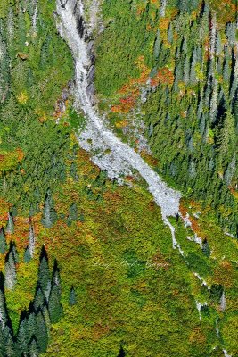 Fall Colors on side of Dog Mountain, Cascade Mountains, Washington 562