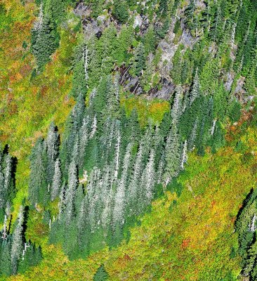 Fall Foliage on side Goat Mountin in Cascade Mountains, Washington 402