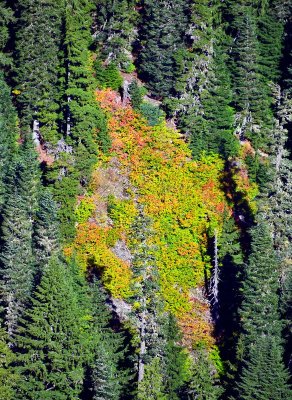 Fall Colors on side of Twin Peaks, Cascade Mountains, Washington 340a