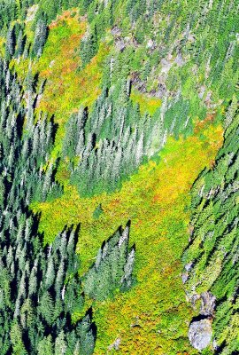 Fall Foliage on side Goat Mountin in Cascade Mountains, Washington 403
