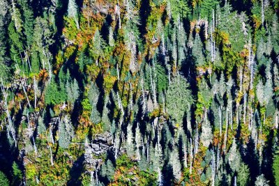 Carpet of fall foliage in Cascade Mountains, Washington 394