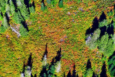Fall Foliage on side mountain in Cascade Mountains, Washington 362a