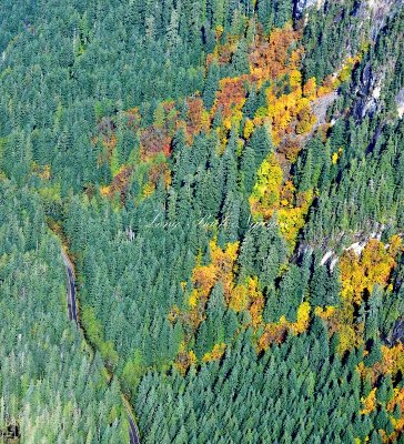 Mountain Loop Highway at base of Dickerman Mountain, Cascade Mountains, Washington 593 Standard e-mail view.jpg
