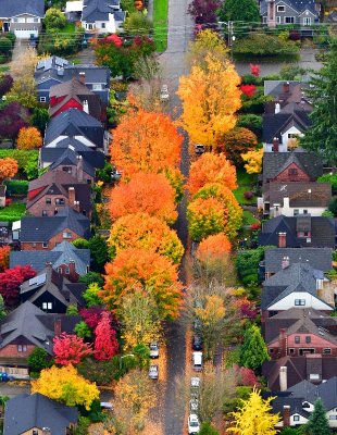 Fall Foliage in Maple Leaf neighborhood of Seattle, Washington 682