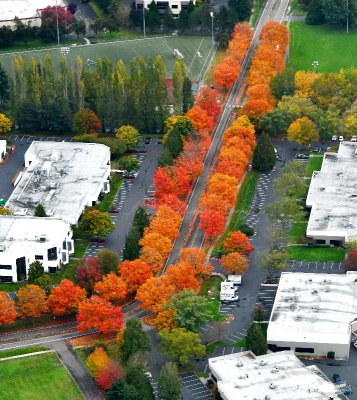 Fall Colors on N Creek Pkwy S, Bothell, Washingtoon 043