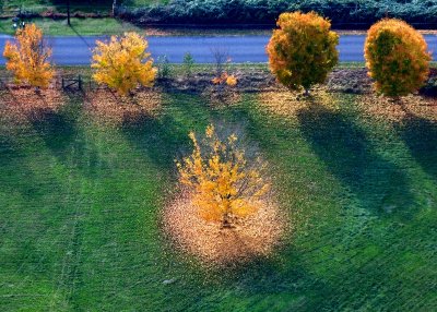 Autumn in Field, Sultan, Washington 218