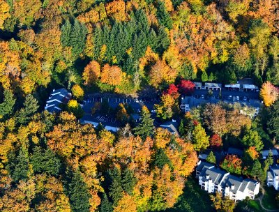 Fall Colors in Kent, Washington 265