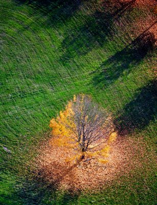 Autumn in Field, Sultan, Washington 185